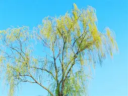 柳兹加登维支持者捧场，多特蒙德重回神坛的简单介绍