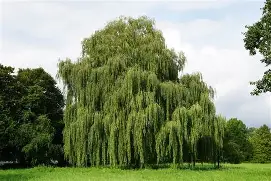 柳兹加登维支持者捧场，多特蒙德重回神坛的简单介绍